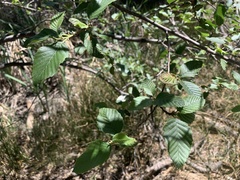 Alnus oblongifolia