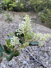 Ceanothus velutinus