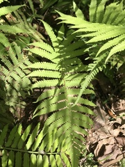Christella acuminata