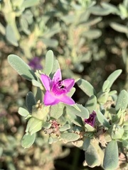 Sesuvium portulacastrum