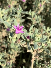 Sesuvium portulacastrum