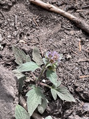 Phacelia hydrophylloides