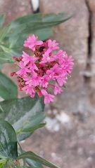 Centranthus ruber