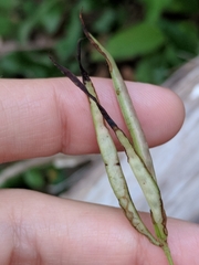 Desmanthus velutinus
