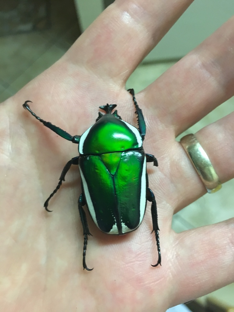 Giant Emerald Fruit Chafer in March 2017 by athol_ferguson · iNaturalist