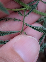 Desmanthus velutinus