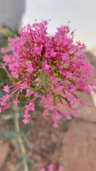 Centranthus ruber