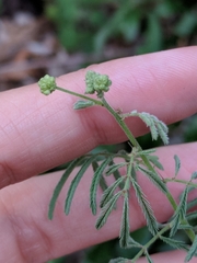 Desmanthus velutinus