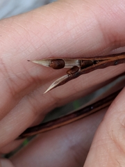 Desmanthus velutinus