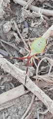 Coreidae