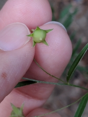 Evolvulus sericeus