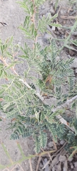 Coreidae