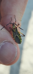 Coreidae