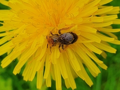 Andrena haemorrhoa