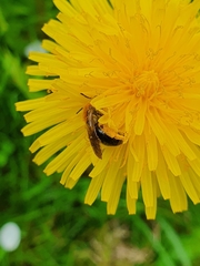 Andrena haemorrhoa