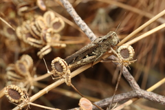 Chorthippus maritimus