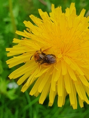 Andrena haemorrhoa