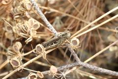 Chorthippus maritimus