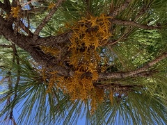 Arceuthobium vaginatum