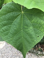 Dombeya wallichii