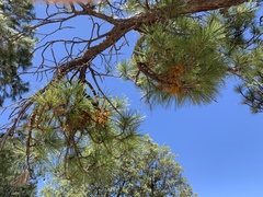 Arceuthobium vaginatum