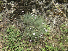 Dianthus hypanicus