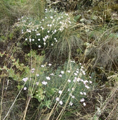 Dianthus hypanicus