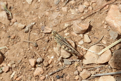 Dociostaurus maroccanus