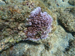 Montipora flabellata