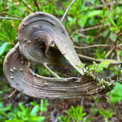 Toxicodendron diversilobum