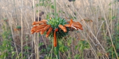 Leonotis nepetifolia