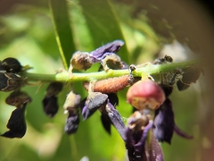 Jamides bochus formosanus