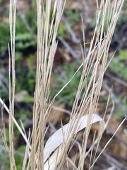 Poaceae