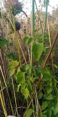 Leonotis nepetifolia