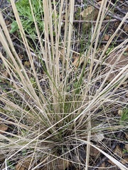 Poaceae