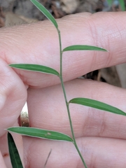 Evolvulus sericeus