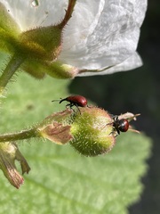 Merhynchites wickhami