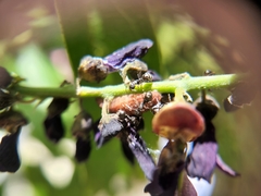 Jamides bochus formosanus