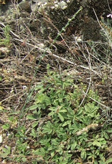 Polygonum novoascanicum