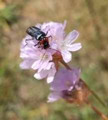 Cantharis fusca