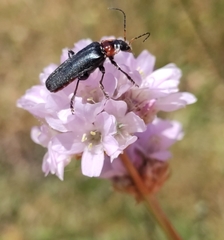 Cantharis fusca