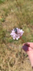 Cantharis fusca