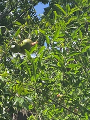 Punica