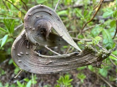 Toxicodendron diversilobum