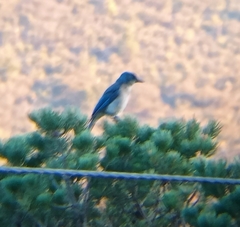 Aphelocoma woodhouseii