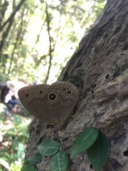 Lethe butleri