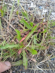 Taraxacum bessarabicum