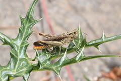 Chorthippus maritimus