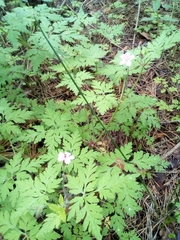 Geranium robertianum