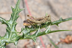 Chorthippus maritimus